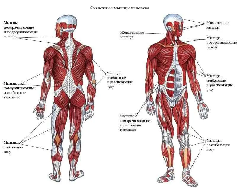 МЫШЕЧНАЯ ТКАНЬ составляет основную массу мышц и осуществляет их - фото 63