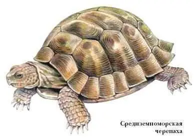 НАКИПНЫЕ ЛИШАЙНИКИгруппа лишайников слоевище которых имеет вид корочки - фото 70