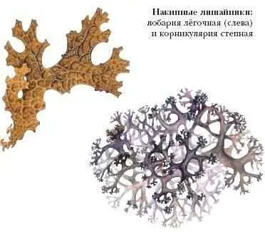 НАЛИМЫ рыбы сем тресковых Несколько родов и видов по некоторым данным ок - фото 71
