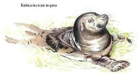 НЕСЪЕДОБНЫЕ ГРИБЫ не содержат ядовитых веществ но имеют неприятный запах - фото 83