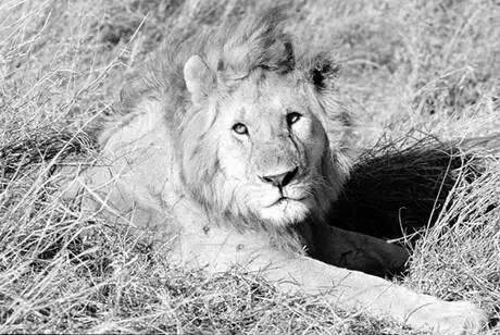 Лев Иногда львы нападают и на людей Многие погибают но есть и те которым - фото 13