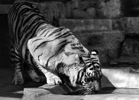 Тигр Иногда тигру удается приблизиться к жертве на длину одного прыжка 5 6 - фото 15