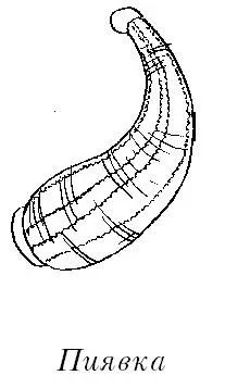 Словарь Пиявки относятся к классу кольчатых червей длина тела которых - фото 1