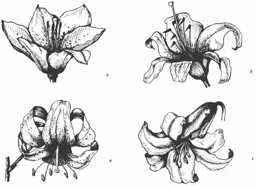 Рис 4 Формы цветков различных сортов лилии а чашевидная б - фото 4
