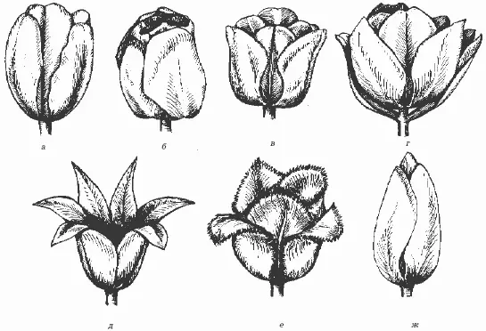 Рис 5 Формы цветков тюльпана а ранние немахровые б поздние немахровые - фото 5