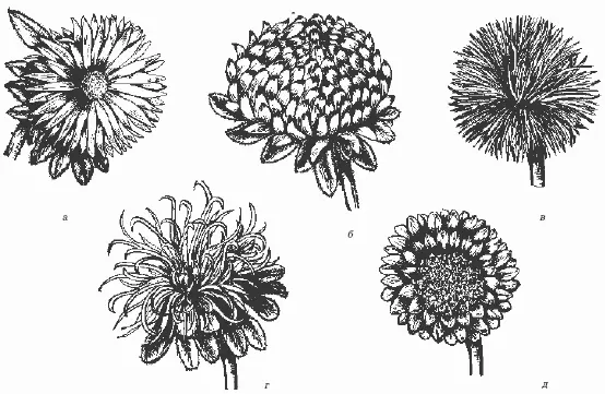 Рис 6 Формы соцветий астры однолетней а простая б пионовидная в - фото 6