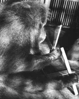 Рис 3 Самка орангутана по кличке Уай рассматривает только что изготовленное - фото 3