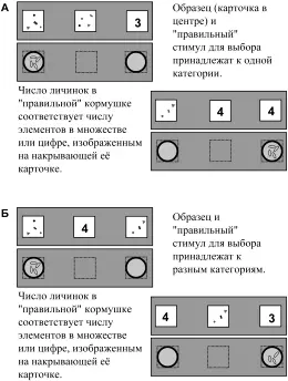 Рис 9 Исследование способности к символизации у ворон по Смирнова и др - фото 8