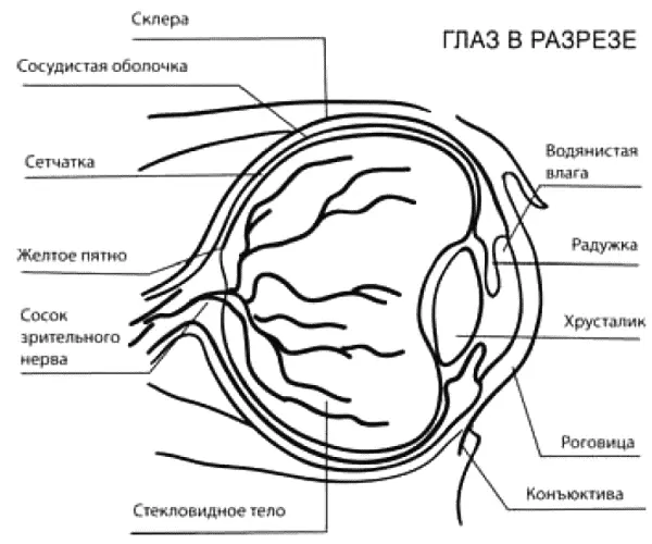 Рис 1 Анатомическое строение глаза Роговая оболочка наиболее выпуклая - фото 1