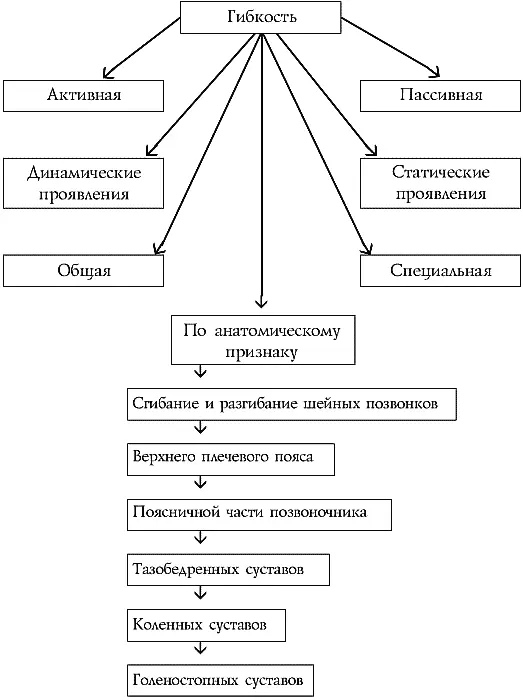 Классификация видов гибкости Факторы влияющие на развитие гибкости К - фото 2