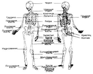 Кости торса всего 80 костей Череп 29 костей Кости туловища 51 кость - фото 82