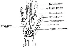 Кости верхних конечностей всего 64 шт Ключица 1 пара Лопатка 1 пара - фото 84