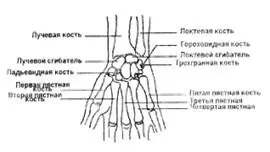 Нижние конечности Бедренный сустав является классическим суставом типа шар и - фото 93