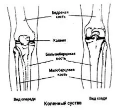Колено находится посреди цепи движения нижних конечностей Поверхность - фото 94