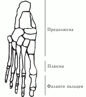 Рис 2 ПОКАЗАНИЯ К МАССАЖУ СТОП Основными показаниями являются расстройства - фото 2