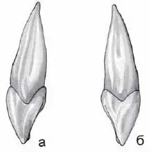 Рис 13 Латеральный резец верхней челюсти правый а медиальная норма б - фото 21