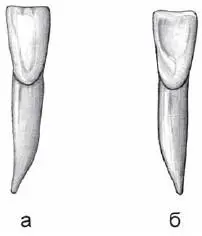 Рис 15 Медиальный резец нижней челюсти правый а вестибулярная норма б - фото 23