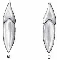 Рис 16 Медиальный резец нижней челюсти правый а медиальная норма б - фото 24