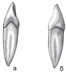 Рис 19 Латеральный резец нижней челюсти правый а медиальная норма б - фото 27