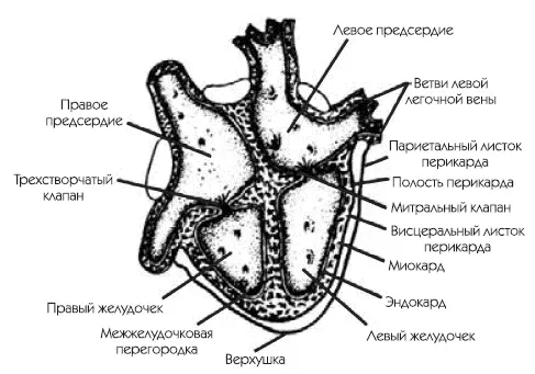 Строение сердца Нагрузка испытываемая сердцем значительно превышает нагрузку - фото 1