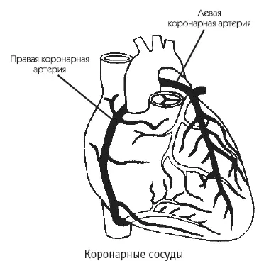 Коронарные сосуды Стенки артерий сердца как и всех остальных артерий большого - фото 2