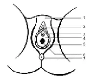 Наружные половые органы женщины 1 лобок 2 клитор 3 уретра отверстие - фото 1
