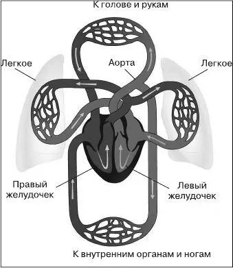 Правый желудочек отправляет кровь в систему сосудов расположенных в легких - фото 1