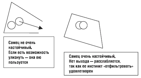 2 Самец ухаживал за самкой от двух недель до десяти месяцев и теперь она - фото 4