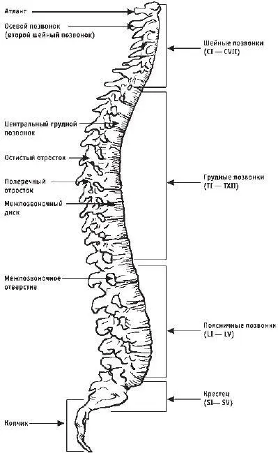 Рис 1Строение позвоночника Весь позвоночник можно разделить на 5 отделов - фото 1