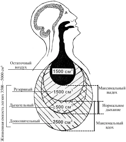 Рис 2 Легочные объемы и емкости Легочная вентиляция определяется глубиной - фото 2