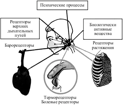 Рис 3 Регулятор дыхания дыхательный центр Изменения дыхания могут вызвать - фото 3