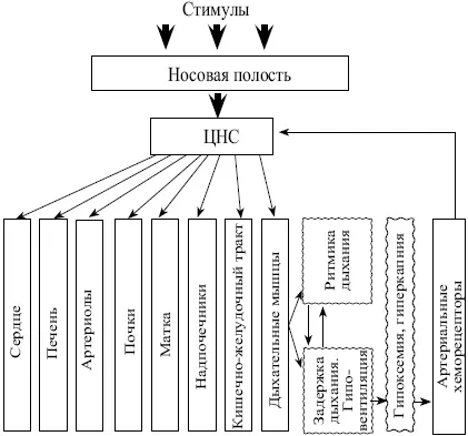 Рис 6 Влияние раздражения носовой полости на некоторые органы и - фото 6