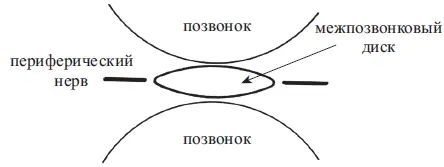 Рис 2 Рис 3 Межпозвонковые диски хрящи Они тесно связаны со всеми - фото 2