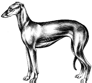 Хортая борзая Южнорусская борзая Афганская борзая - фото 15