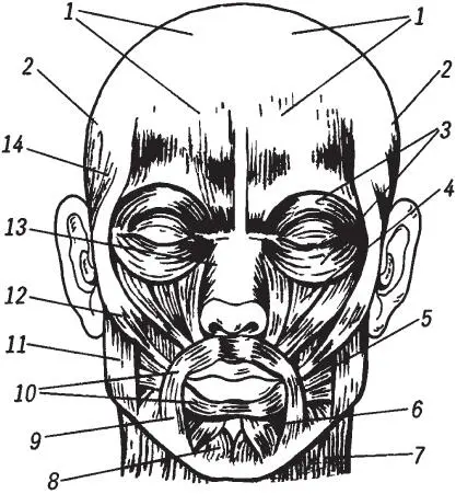 Основные мышцы лица 1 сухожильный шлем и надчерепные мышцы 2 височные - фото 1