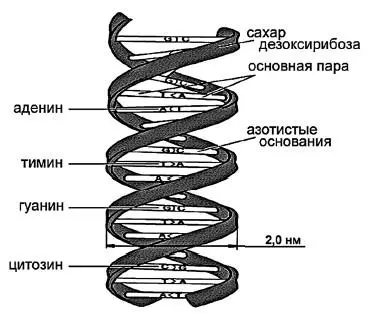 Рис 8 Структура молекулы ДНК Важным достижением в области эволюционных - фото 19