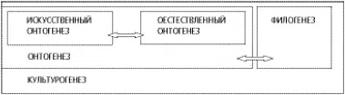 Структура полей блока культурогенеза по ЛС Выготскому Подобный тип развития - фото 7