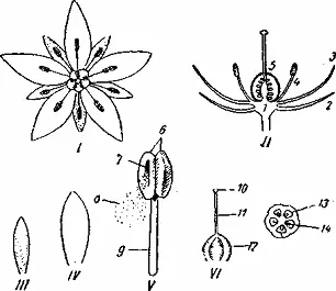 Рис 3 Схема строения цветка I чашечка с пятью чашелистиками пестик с - фото 3