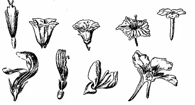 Рис 4 Формы венчиков декоративных цветочных растений 1 трубчатый - фото 4