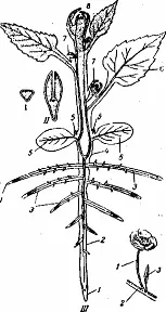 Рис 1 Схема расположения вегетативных органов у двудольного растения 1 - фото 1