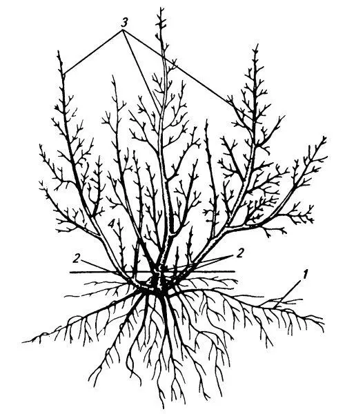 Рис 3 Строение куста черной смородины 1 корни 2 основание куста 3 - фото 3