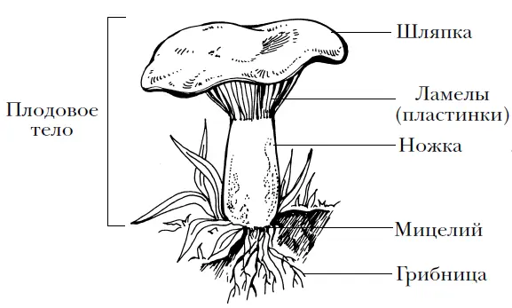 Рисунок 1 Строение шляпного гриба Помимо плодового тела у каждого гриба - фото 1