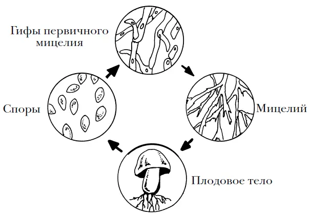 Рисунок 3 Цикл развития шляпных грибов из спор В практическом грибоводстве - фото 3