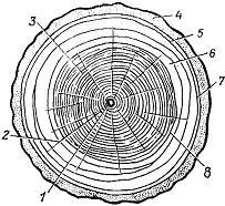 Рис 1 Поперечный разрез ствола 1 сердцевина 2 сердцевинные лучи 3 - фото 1