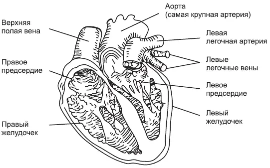 Рис 11 Строение сердца К СВЕДЕНИЮ Когда мы находимся в спокойном - фото 1