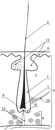 Рис 1Структура волоса Эпидермис состоит из невероятного количества клеток но - фото 1