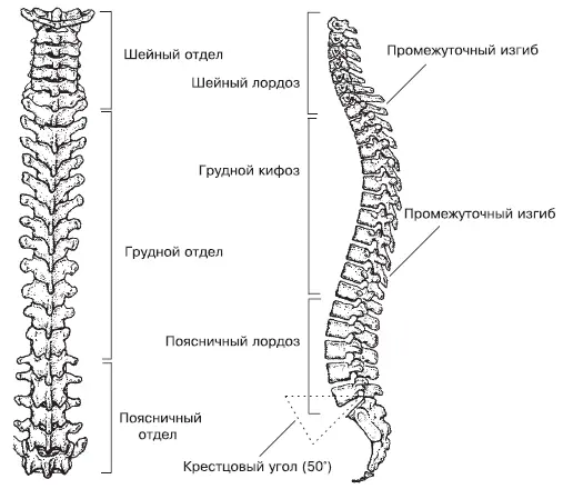 Рис 11 Позвоночник вид сзади и сбоку 2 Рисунок взят из книги Ки С - фото 1