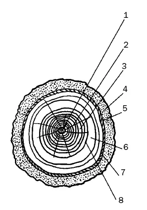 Рис 1 Ствол в поперечном разрезе 1 сердцевина 2 сердцевинные лучи 3 - фото 2