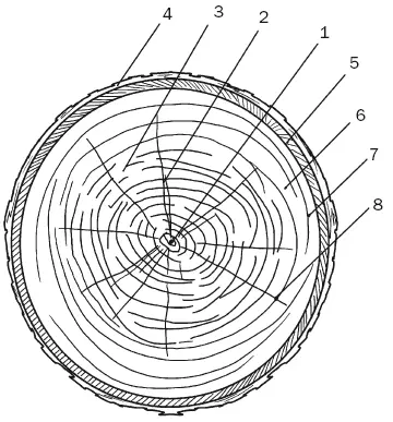 Рис 2 Торцовый разрез ствола дерева 1 сердцевина 2 сердцевинные лучи 3 - фото 2