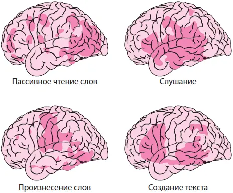 Рис 143 Слова обрабатываются различными участками мозга То что вы - фото 29
